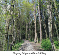 Buergerwald Eingang Fruehling xs
