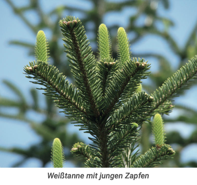 Birkenallee im Herbst